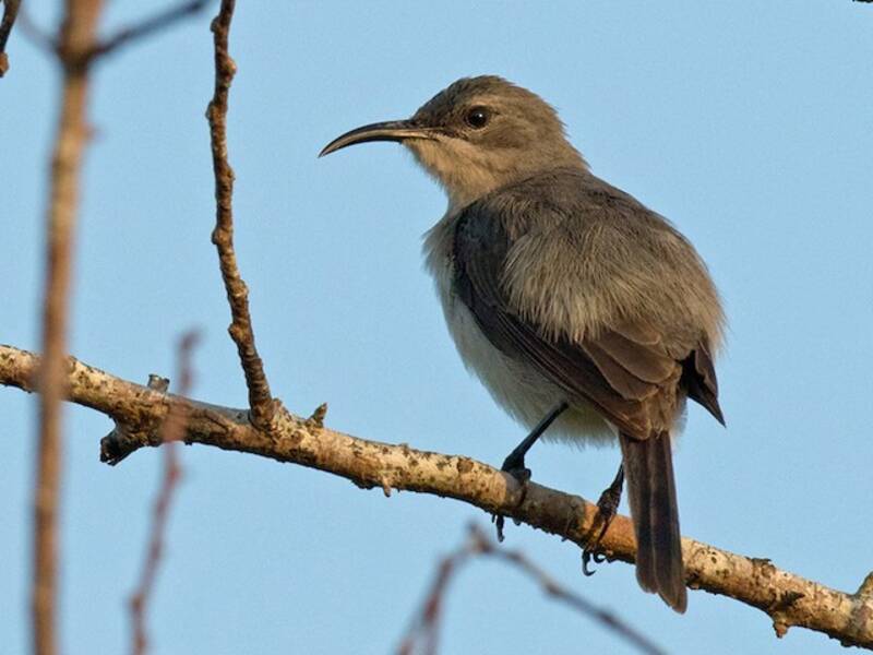 Mouse-colored Sunbird, Photos 2