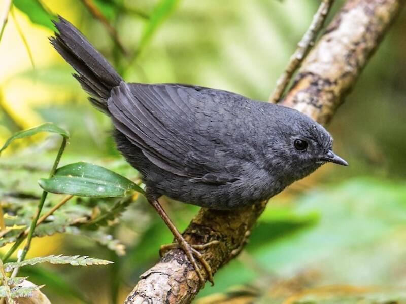 Mouse-colored Tapaculo, 照片 4