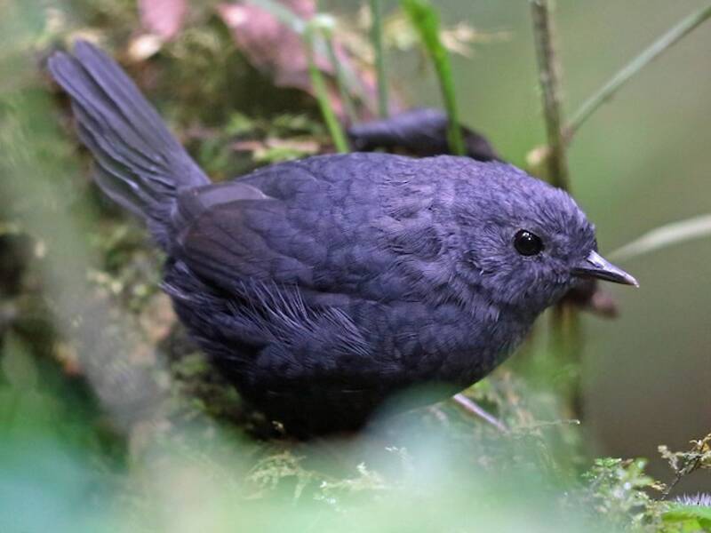Mouse-colored Tapaculo, 照片 3