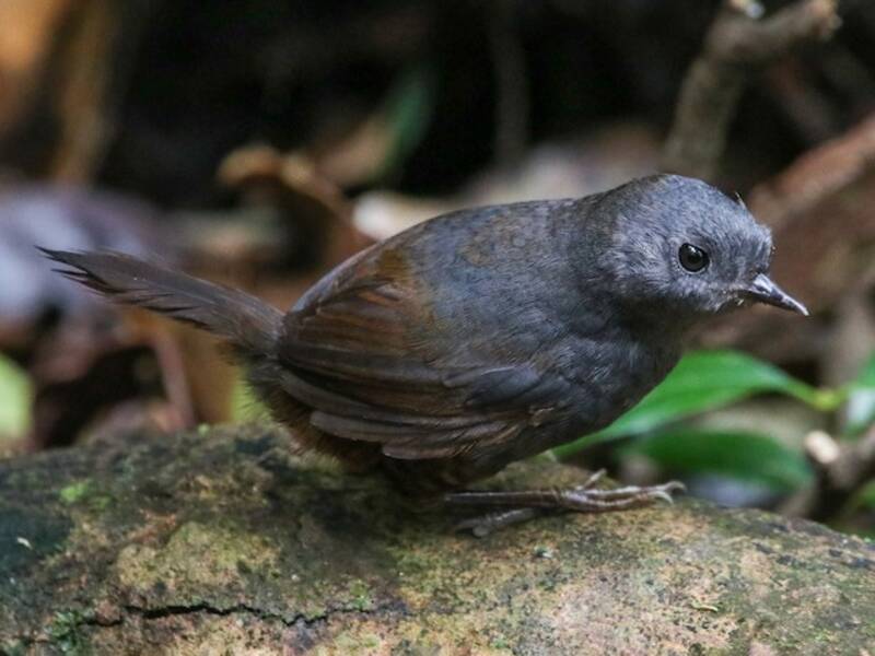 Mouse-colored Tapaculo, 照片 2