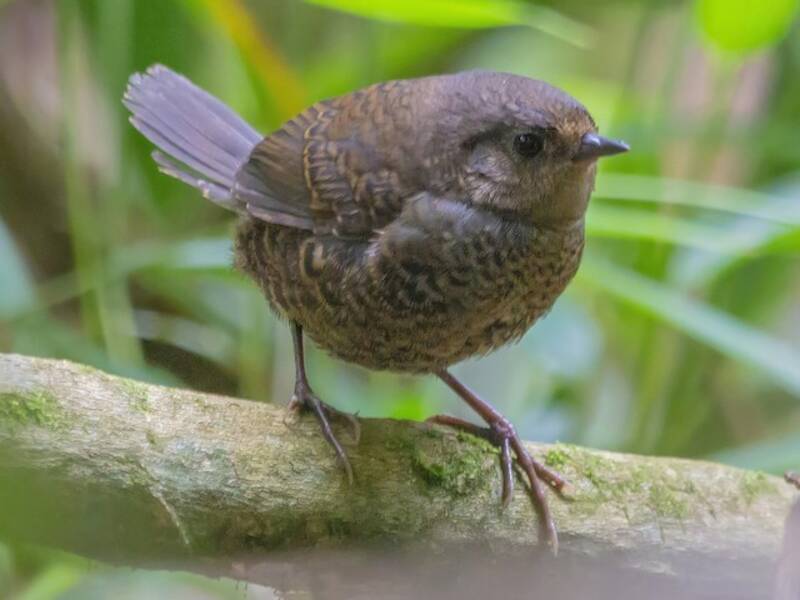 Tapaculo gris