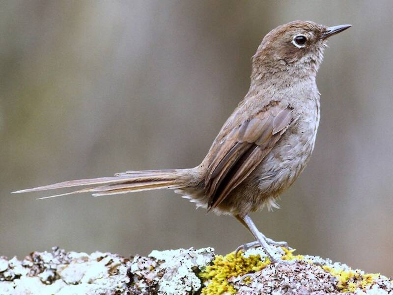 Codispina grigio-murino, Foto 4