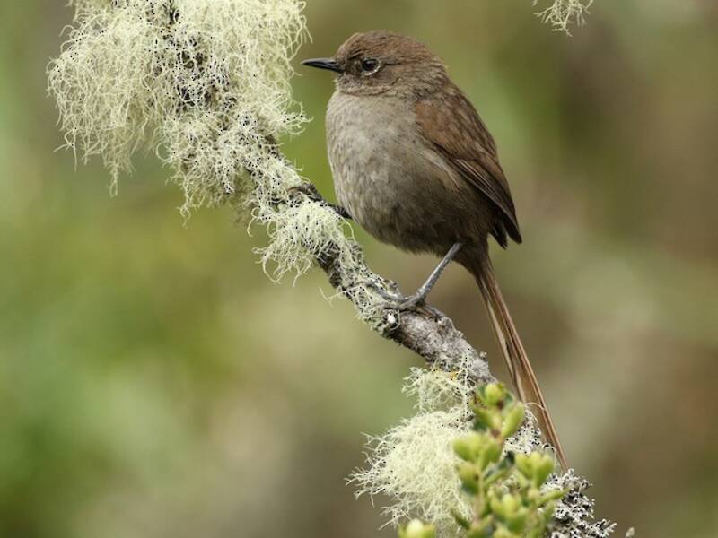 Codispina grigio-murino, Foto 3