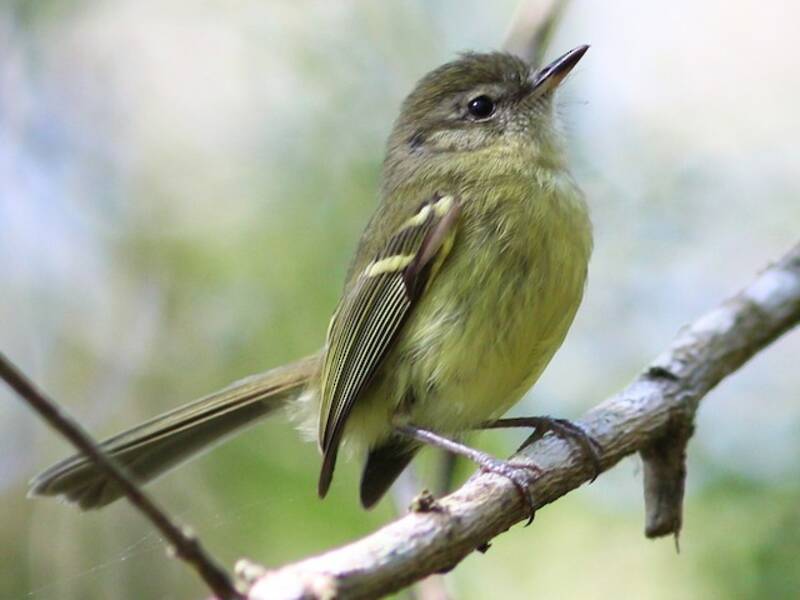 Fleckenwangen-Tyrannulet, Fotos 4