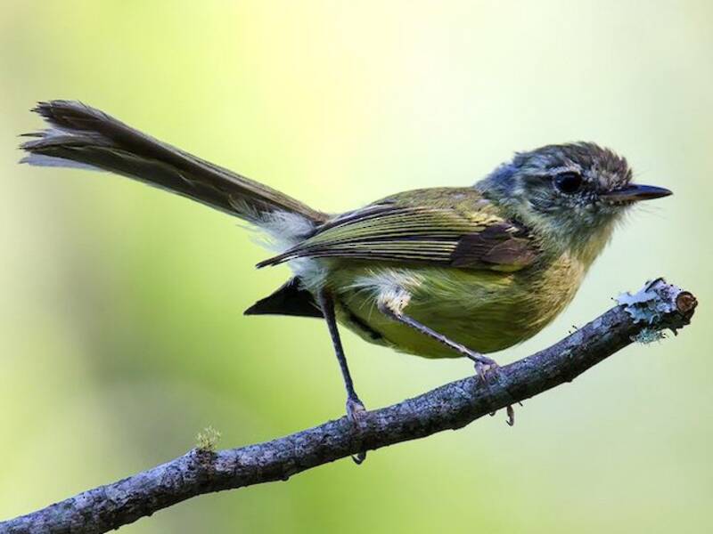 Fleckenwangen-Tyrannulet, Fotos 2
