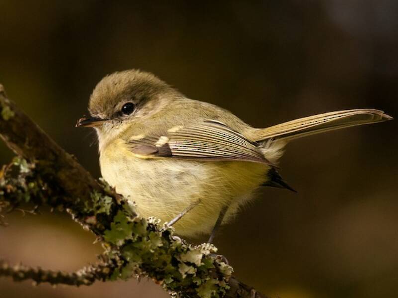 Fleckenwangen-Tyrannulet, Fotos 3