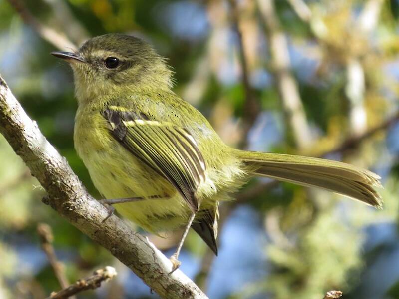 Fleckenwangen-Tyrannulet - Phylloscartes ventralis