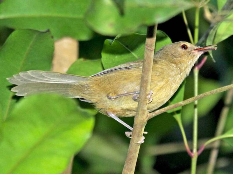 Moheli Brush-Warbler, Photos 3