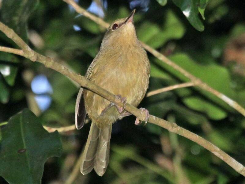 Moheli Brush-Warbler, Photos 1