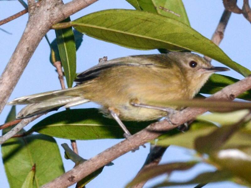 Moheli Brush-Warbler, Photos 2