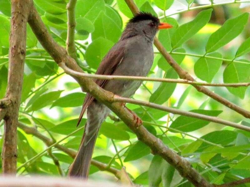 Moheli Bulbul, Photos 3