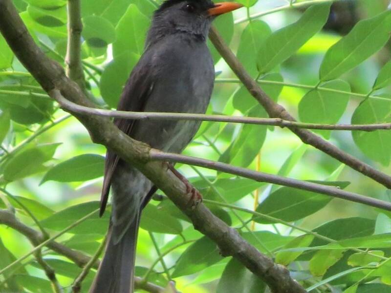 Moheli Bulbul