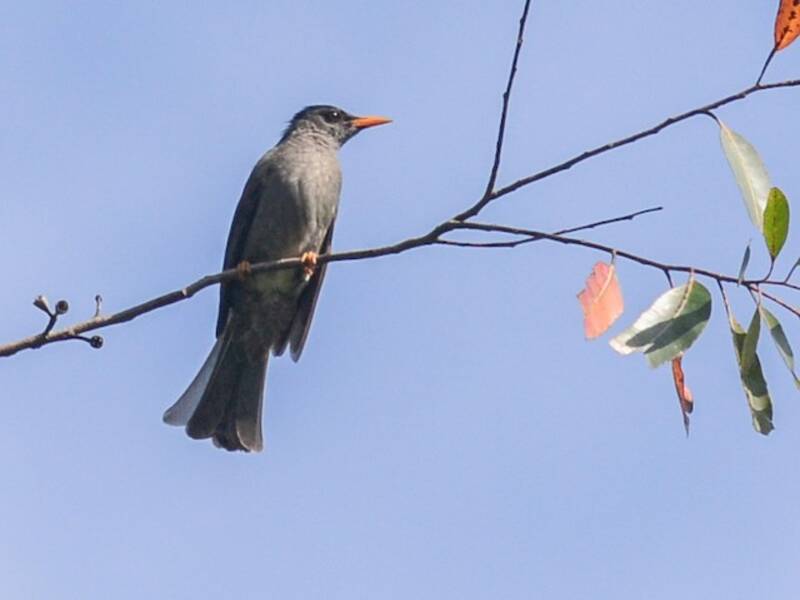 Moheli Bulbul, Photos 2