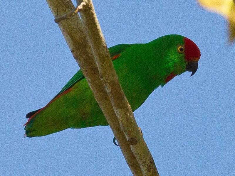 Moluccan Hanging-Parrot, Photos 3