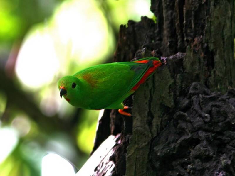 Moluccan Hanging-Parrot, Photos 2