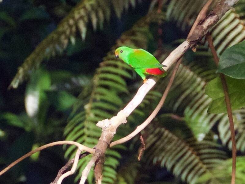 Moluccan Hanging-Parrot, Photos 4