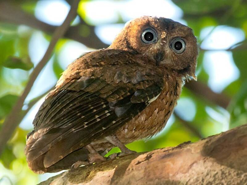 Moheli Scops-Owl, Photos 3