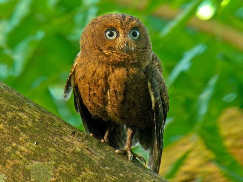 Moheli Scops-Owl, Photos 2