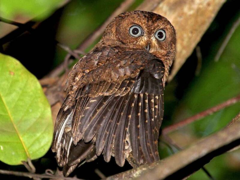 Moheli Scops-Owl, Photos 4