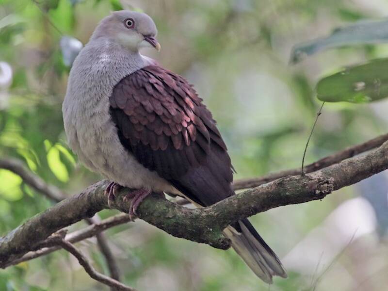 Mountain Imperial-Pigeon, 照片 3
