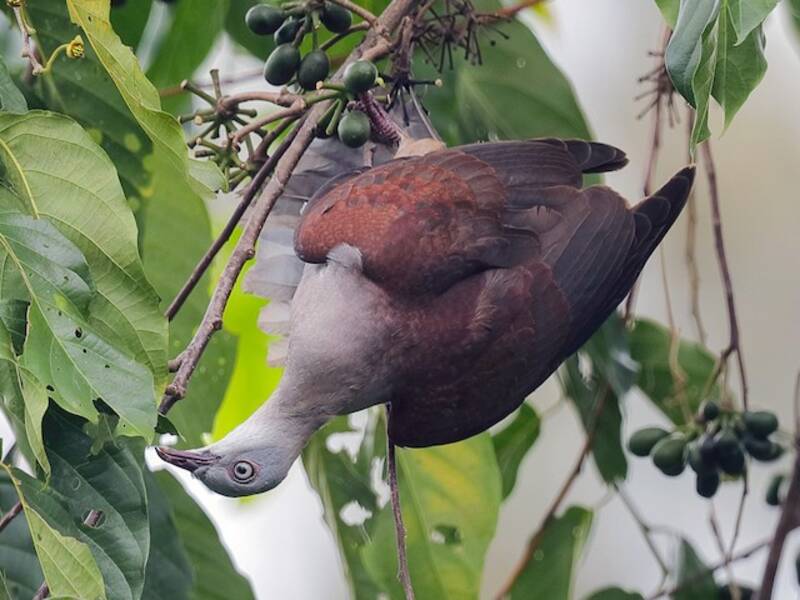 Mountain Imperial-Pigeon, 照片 4