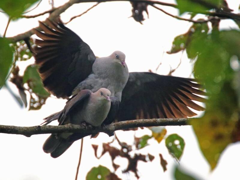 Mountain Imperial-Pigeon, 照片 2