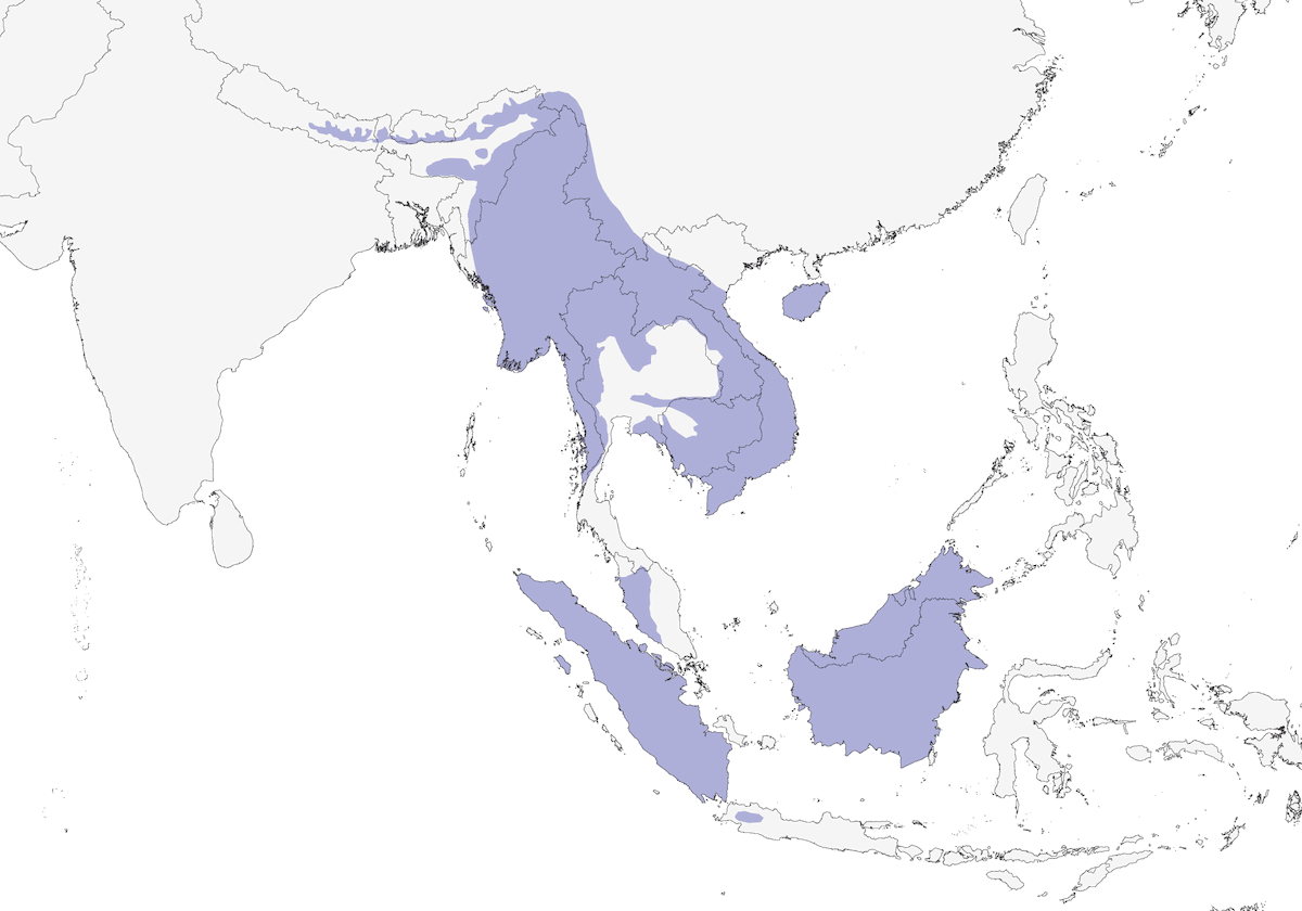 Mountain Imperial-Pigeon, 分布 1