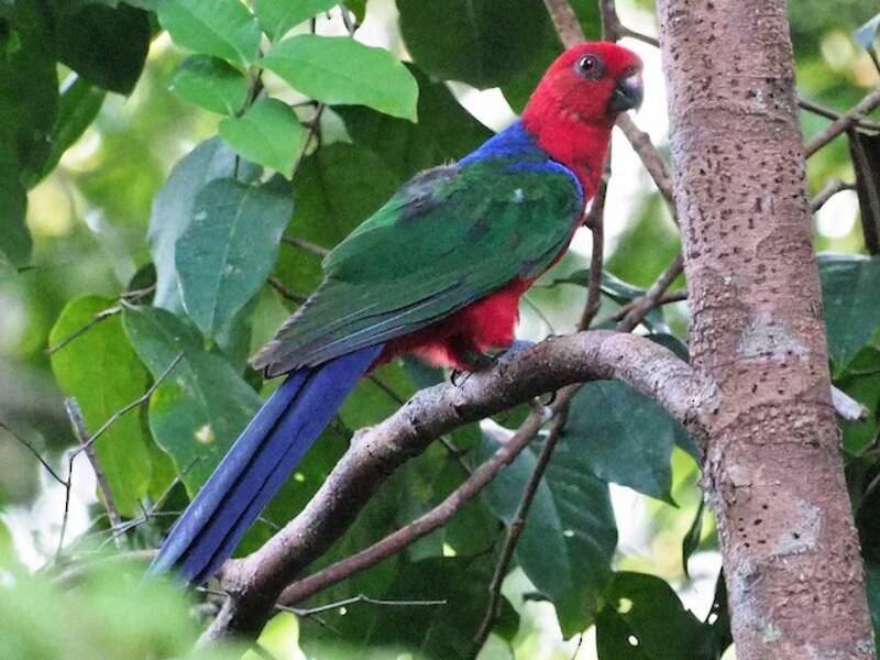 Moluccan King-Parrot