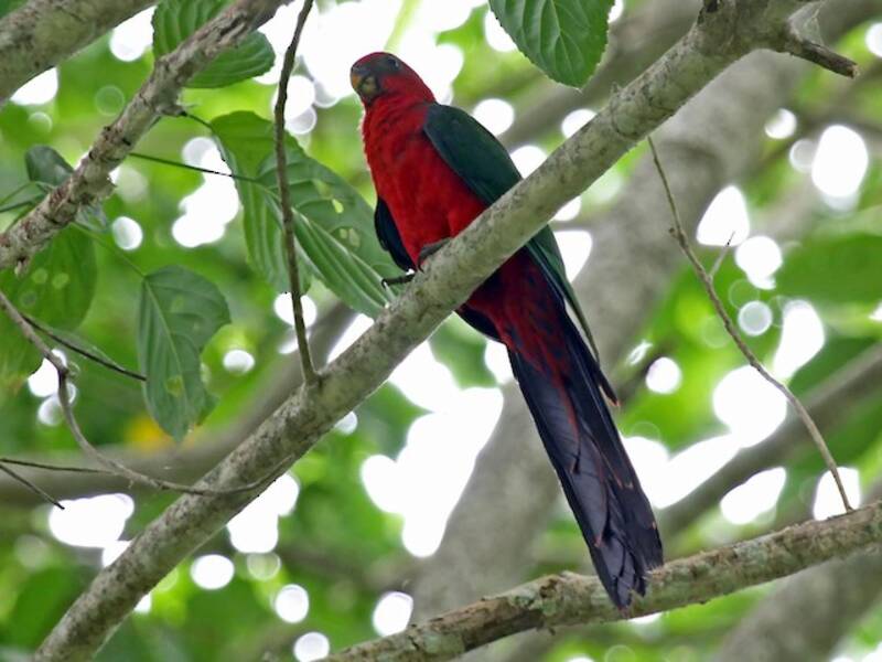 Moluccan King-Parrot, 照片 3