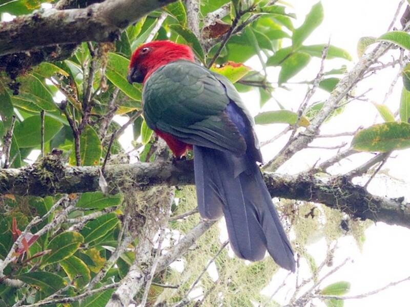 Moluccan King-Parrot, 照片 2