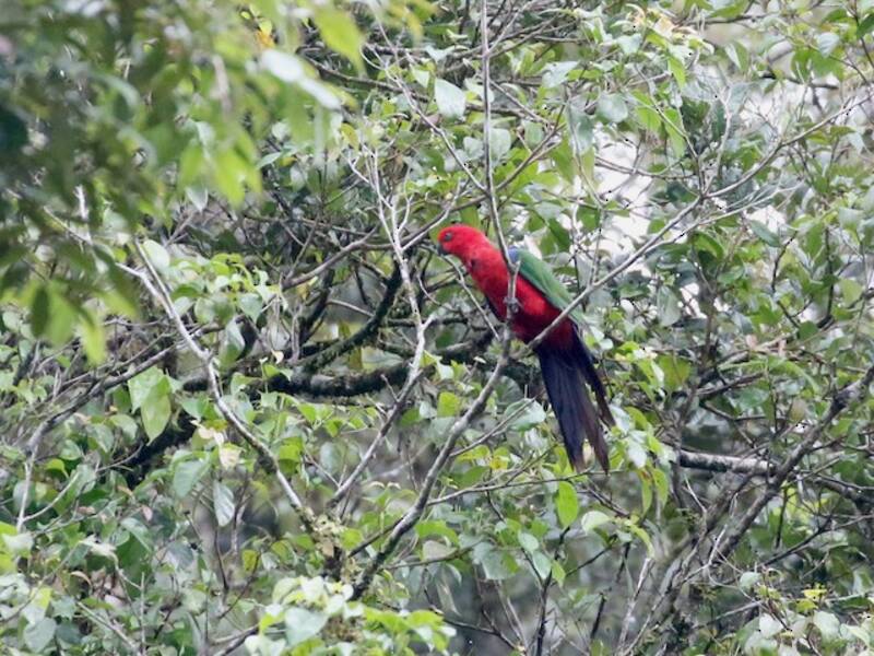Moluccan King-Parrot, 照片 4