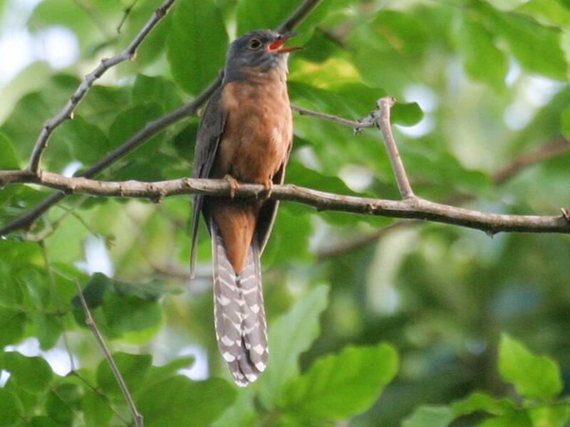 Moluccan Brush Cuckoo, 照片 2