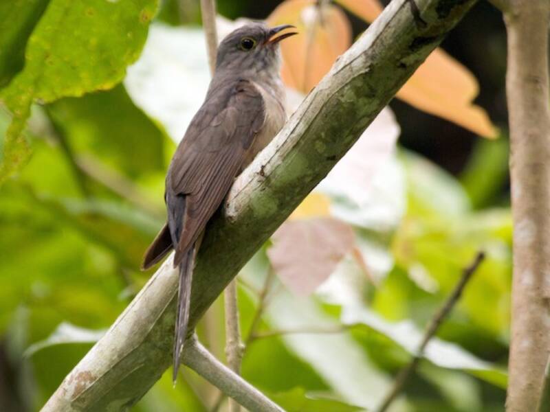 Moluccan Brush Cuckoo, 照片 4