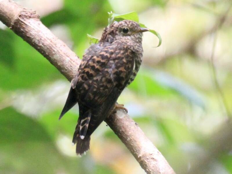 Moluccan Brush Cuckoo, 照片 3