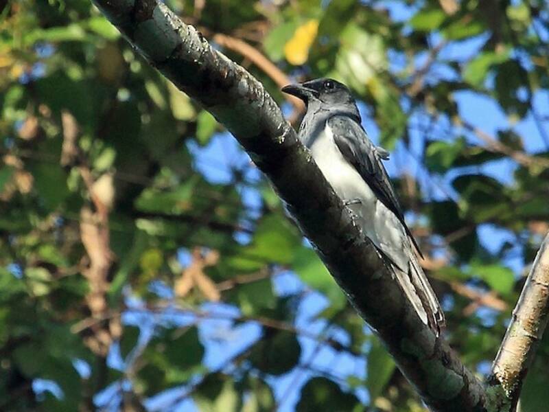 Oruguero moluqueño, Fotos 3