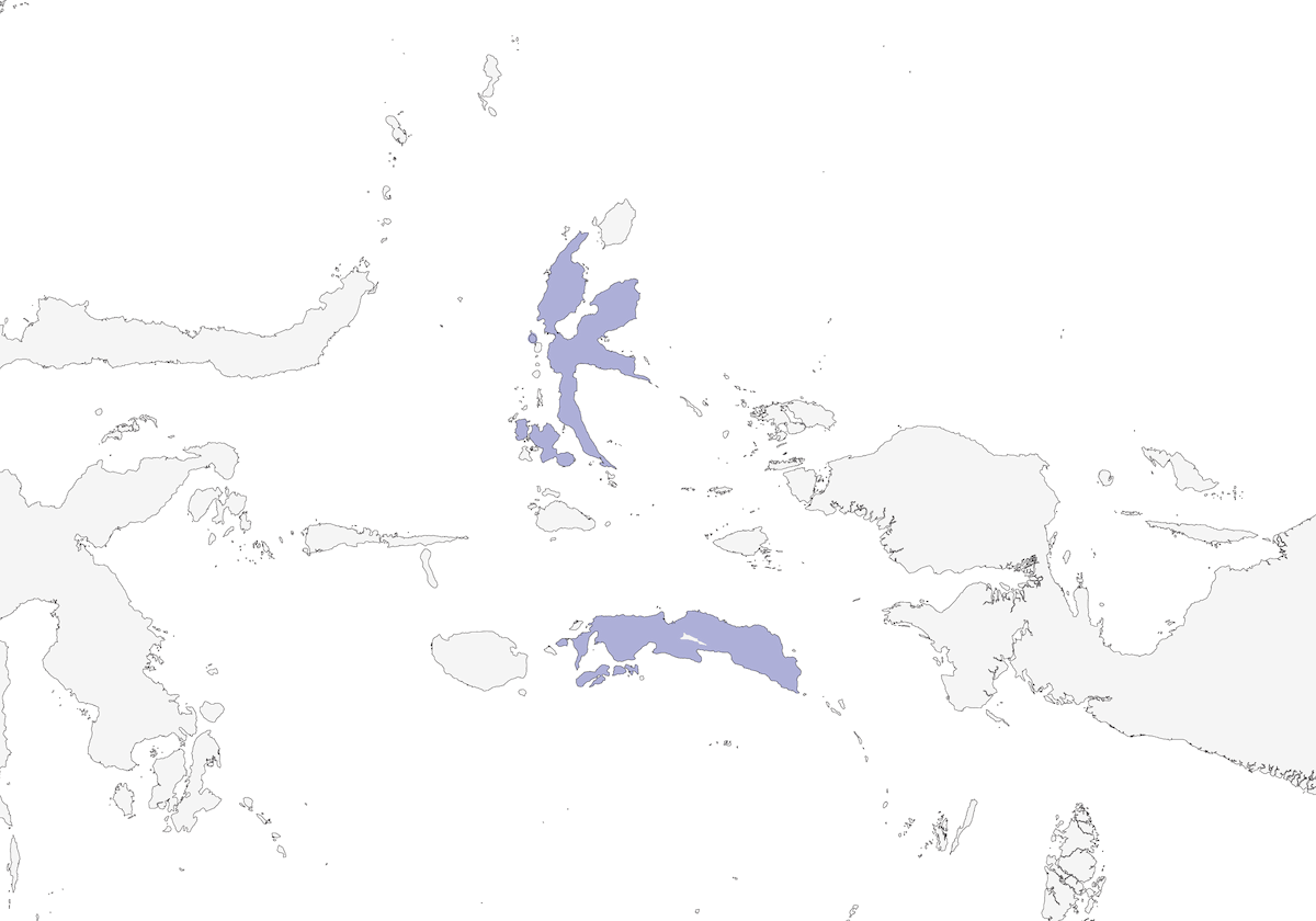 Oruguero moluqueño, Distribución 1