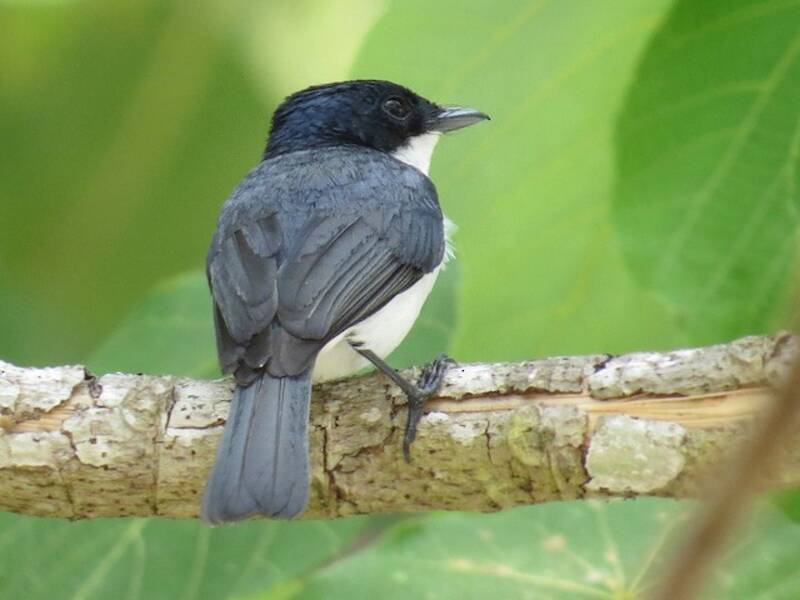Papamoscas de las Molucas, Fotos 2