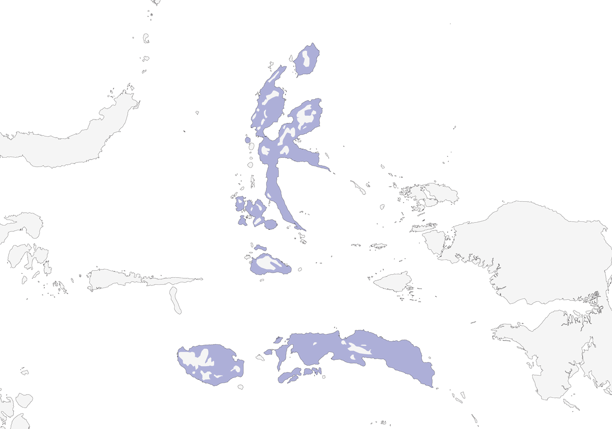 Papamoscas de las Molucas, Distribución 1