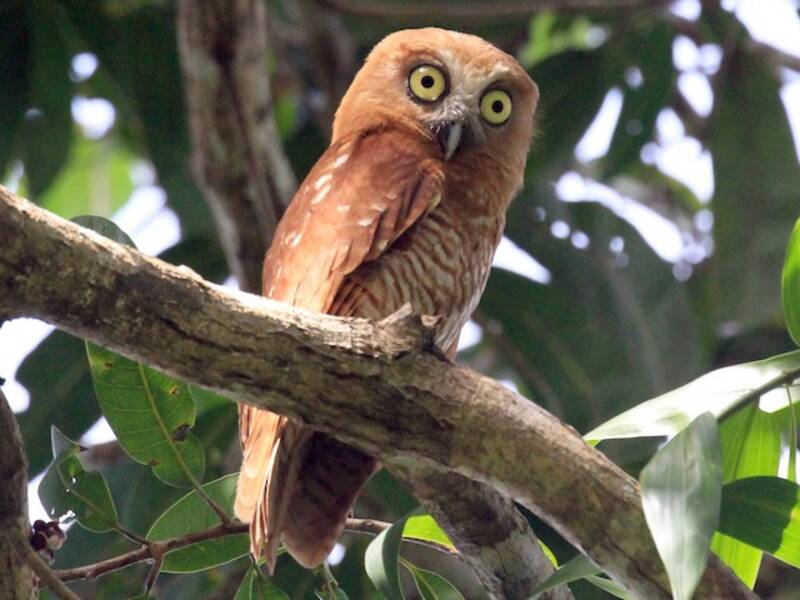 Ninox di Tanimbar