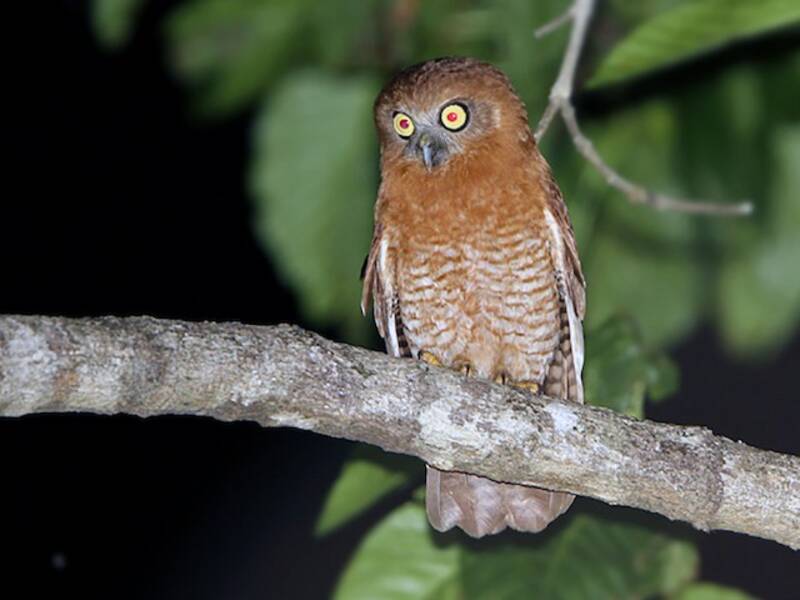 Ninox di Tanimbar, Foto 2
