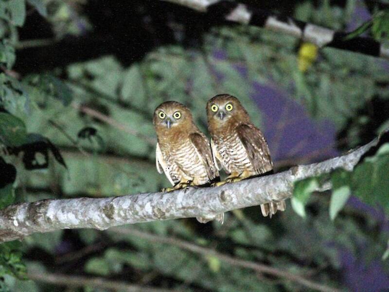 Ninox di Tanimbar, Foto 4