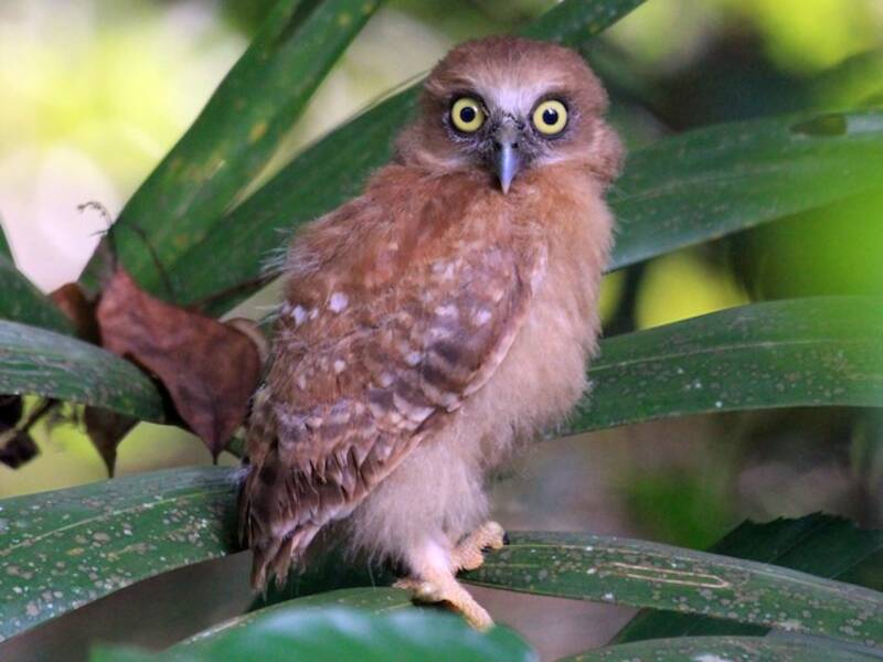 Ninox di Tanimbar, Foto 3