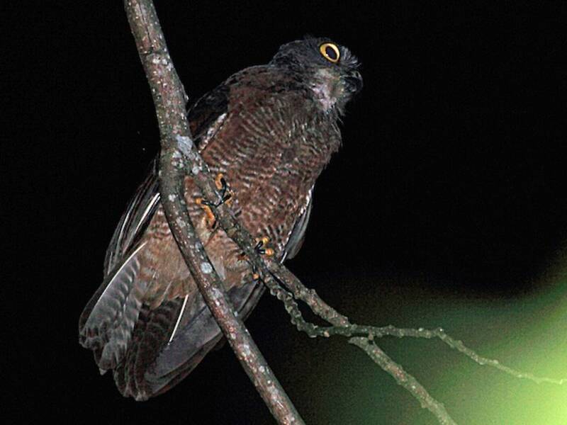 Nínox de Halmahera, Fotos 2