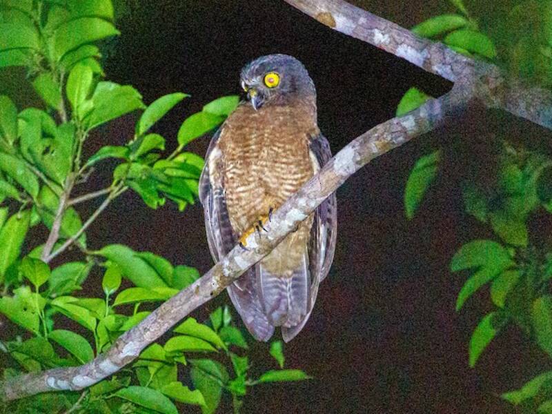 Nínox de Halmahera, Fotos 3