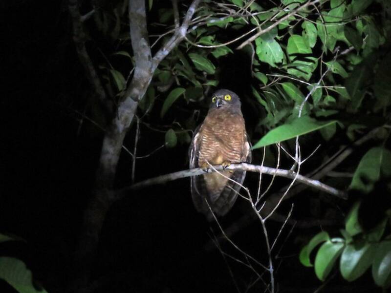 Nínox de Halmahera, Fotos 4