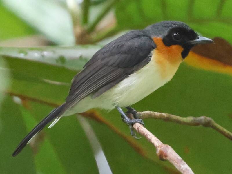Moluccan Spectacled Monarch, Photos 3