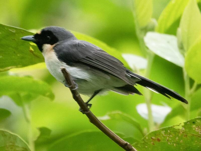 Moluccan Spectacled Monarch, Photos 2