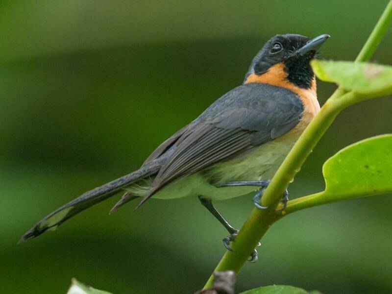 Moluccan Spectacled Monarch, Photos 4
