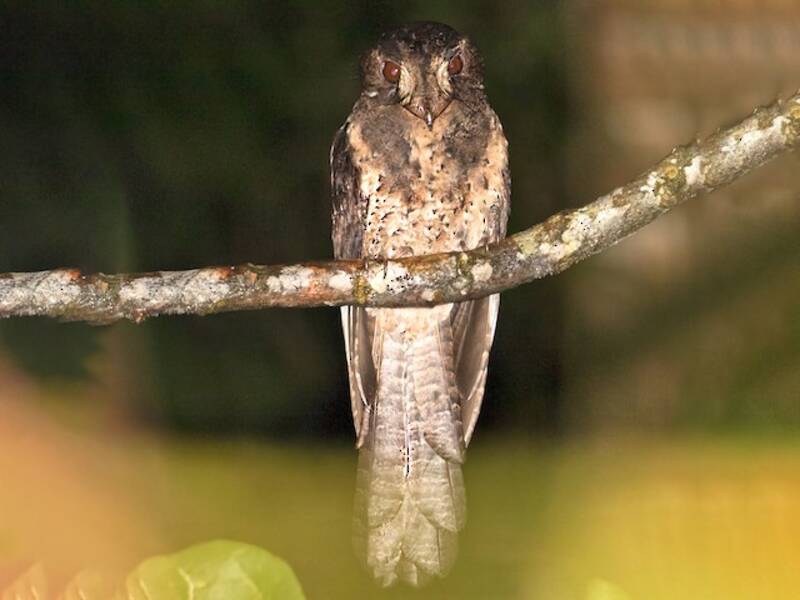Molukken-Eulenschwalm, Fotos 3