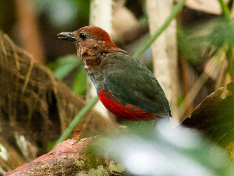 Pita de Molucas del Norte, Fotos 3
